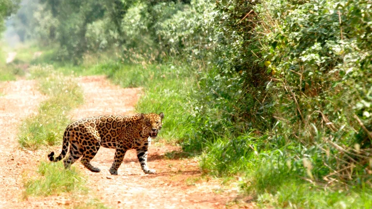 Jaguar-Santa-Cruz
